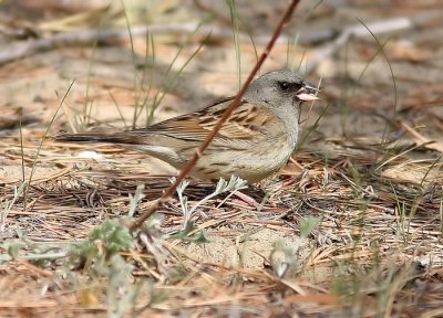 Black-faced Bunting (Grhuvad sparv)