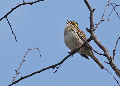 Yellow-browed Bunting (Emberiza chrysophrys), Gulbrynad sparv