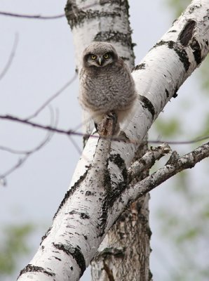 Northern Hawk Owl (Surnia ulula), Hkuggla