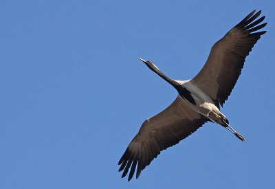 Demoiselle Crane (Jungfrutrana)