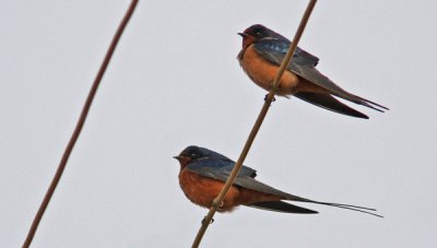 Barn Swallow (Hirundo rustica tyteri), Ladusvala