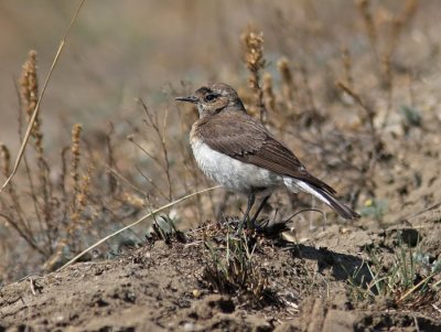 Pied Wheater (Oenanthe pieschanka), Nunnestenskvtta