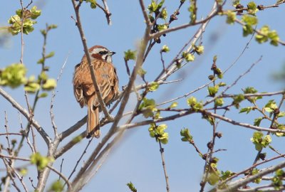 Meadow Bunting (Emberiza cioides), ngssparv