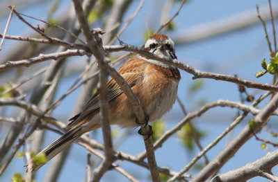 Meadow Bunting (Emberiza cioides), ngssparv