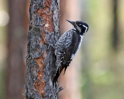 Three-toed Woodpecker (Tretig hackspett)