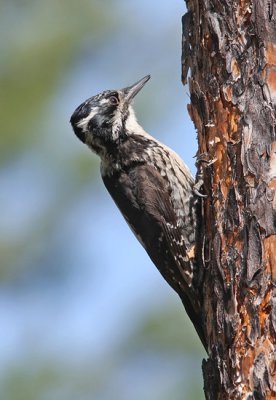 Three-toed Woodpecker (Picoides tridactylus), Tretig hackspett