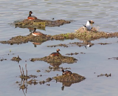 Black-necked grege (Podiceps nigricollis), Svarthalsad dopping