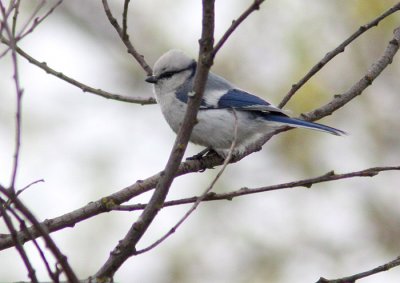 Azure Tit (Parus cyanus), Azurmes