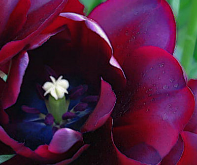 Dark Tulip.jpg