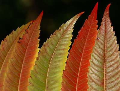 Rhus Typhina leaves.jpg