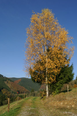 Birch