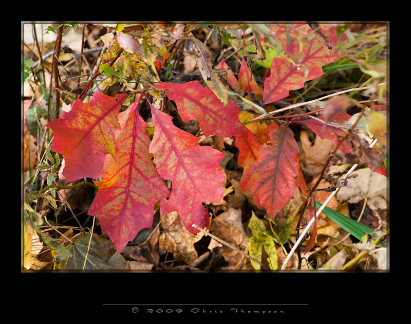 IGP0531 copy.jpg