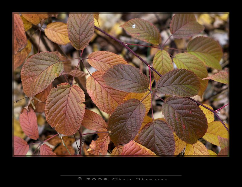 IGP0547 copy.jpg