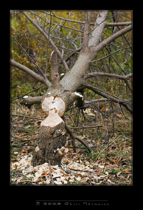 IGP0595 copy.jpg
