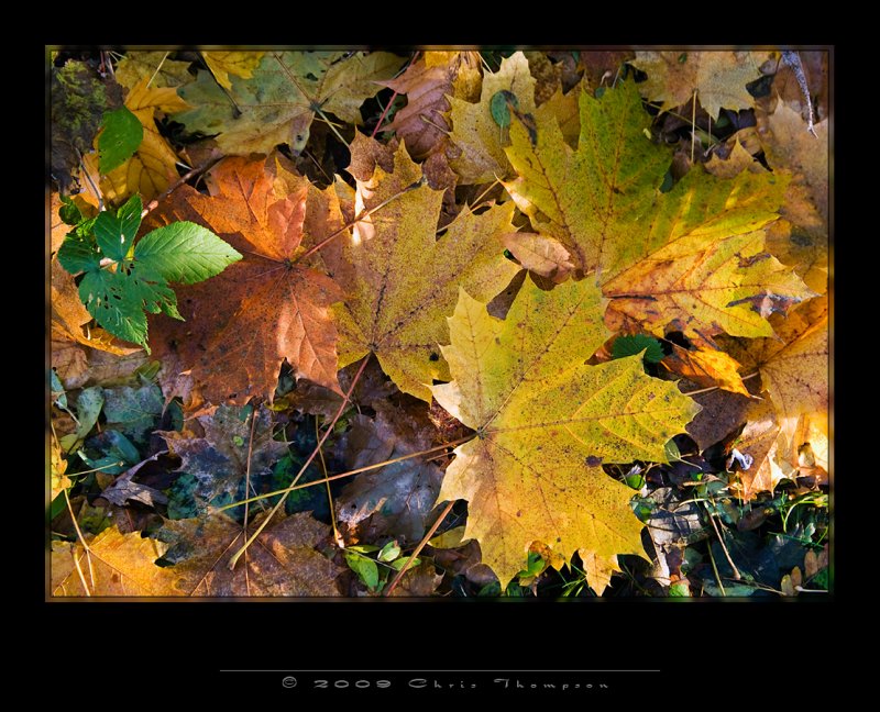 IGP0655 copy.jpg