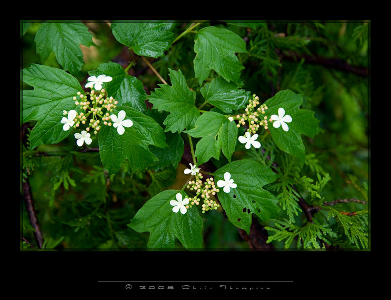 IMG3092 copy.jpg