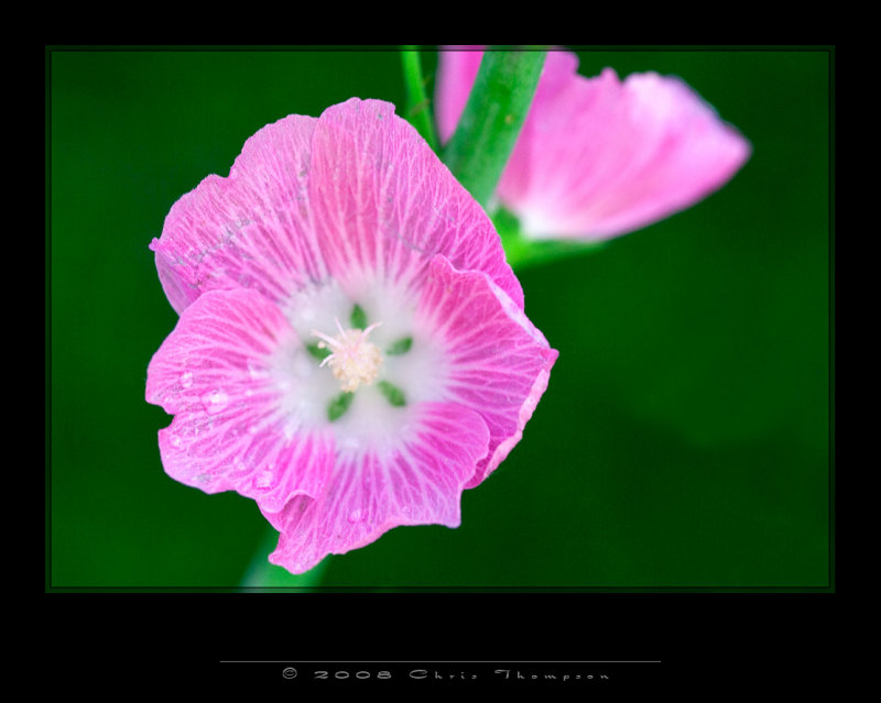 IMG3117 copy.jpg