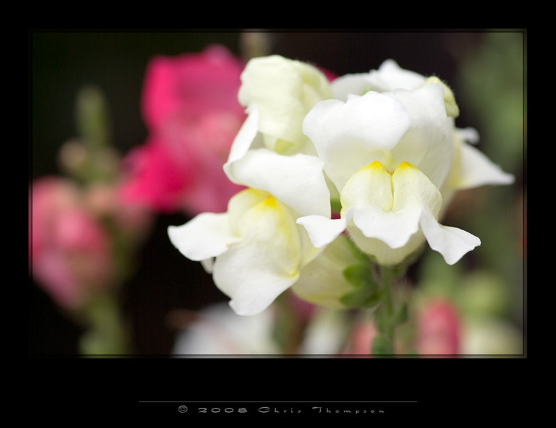 IMG3162 copy.jpg