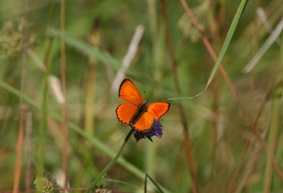 Scarce Copper  Vitflckig guldvinge  (Lycaena virgaureae)