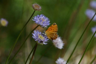 Scarce Copper  Vitflckig guldvinge  (Lycaena virgaureae)