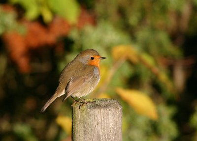 European Robin  Rdhake  (Erithacus rubecula)