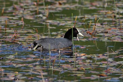 Eurasian Coot  Sothna  (Fulica atra)