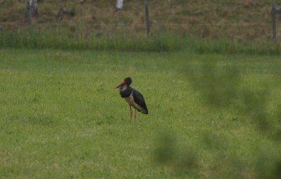 Black Stork  Svartstork  (Ciconia nigra) 2008
