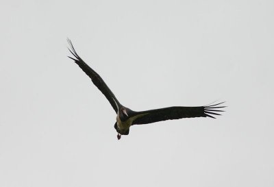 Black Stork  Svart stork  (Ciconia nigra) 2008