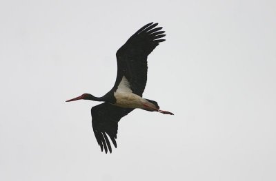 Black Stork  Svart stork  (Ciconia nigra) 2008