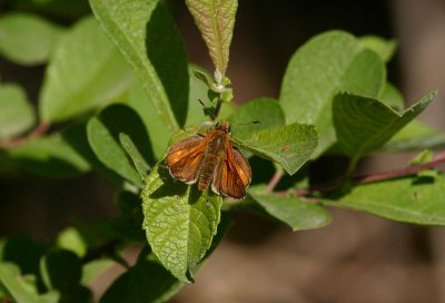 Large Skipper  ngssmygare  (Ochlodes sylvanus)