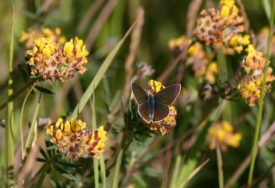 Mazarine Blue  ngsblvinge  (Polyommatus semiargus)