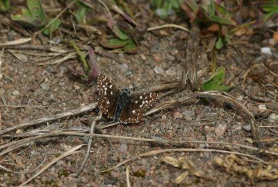 Grizzled Skipper  Smultronvisslare  (Pyrgus malvae)