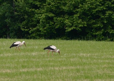 White Stork  Vit stork  (Ciconia ciconia) 2008