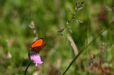 Scarce Copper  Vitflckig guldvinge  (Lycaena virgaureae)