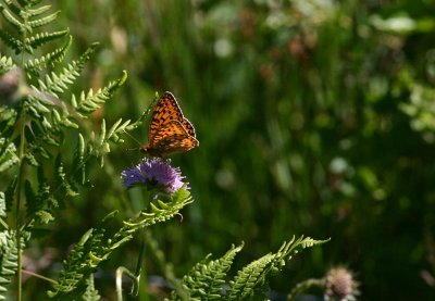 Dark Green Fritillary  ngsprlemorfjril  (Argynnis aglaja)