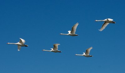 swan formation
