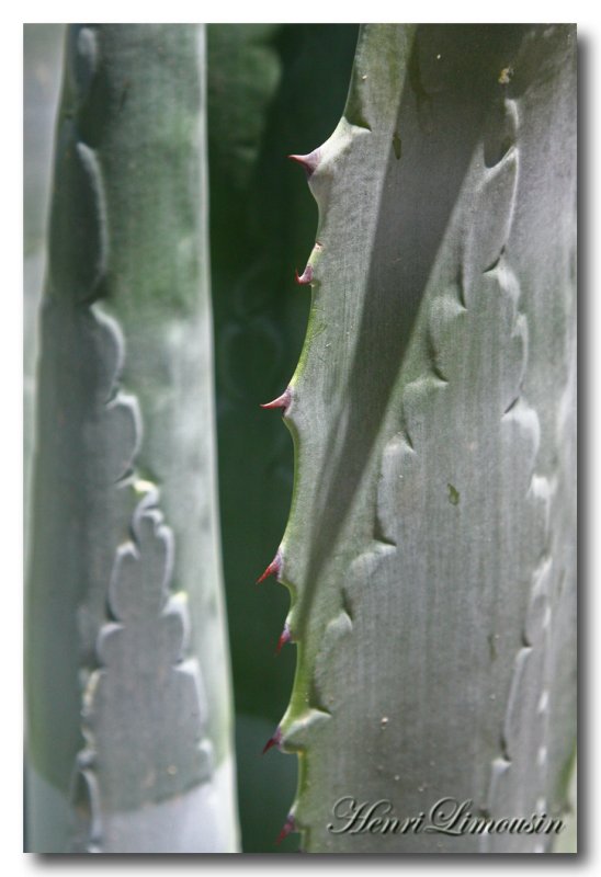 Callig Veget cactus 02