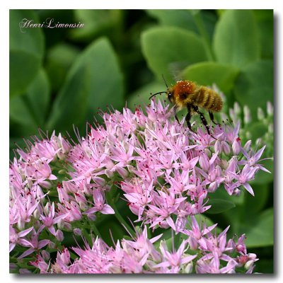 Dans un Grand Champ de Fleurs