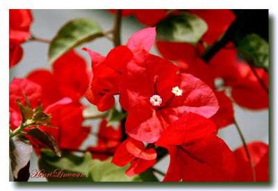 Rouge Bougainvilli