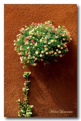 Bouquet sur mur ocre.jpg