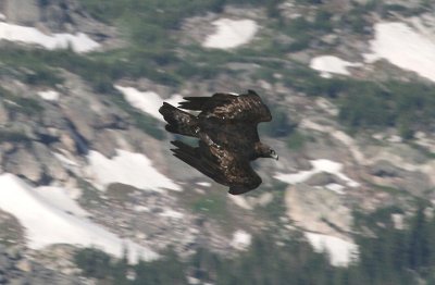 Golden Eagle