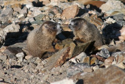 Young Yellow-bellied Marmots