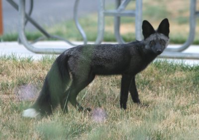 Red Fox; black variant