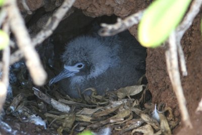 Wedge-tailed Shearwater; juvenile on nest