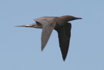 Red-footed Booby; dark morph
