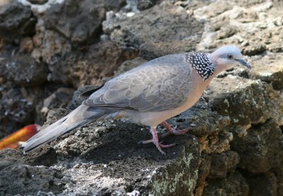 Spotted Dove; exotic