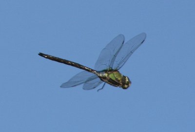 Giant Hawaiian Darner; endemic to Hawaii