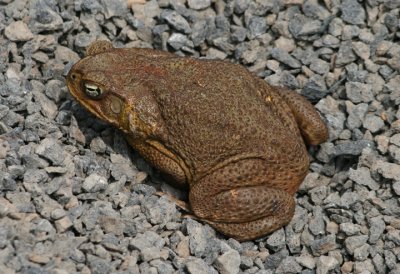 Bufo Toad; exotic