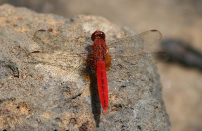 Scarlet Skimmer; exotic