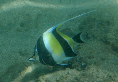 Moorish Idol